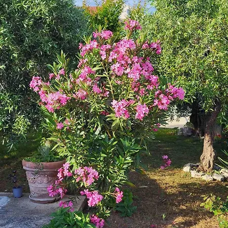 Lejlighed Olive Grove Vodice